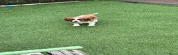 Cavalier King Charles Spaniel dogs for sale: Stunning health tested KC cavalier puppies - Advert 9
