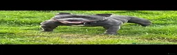 Staffordshire Bull Terrier dogs for stud: Proven For Stud KC Blue Staffordshire Bull Terrier - Advert 3