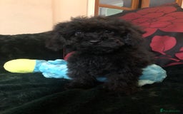 Mixed Breed dogs for sale: shihtzu x toy poodle puppies for sale - Image 28