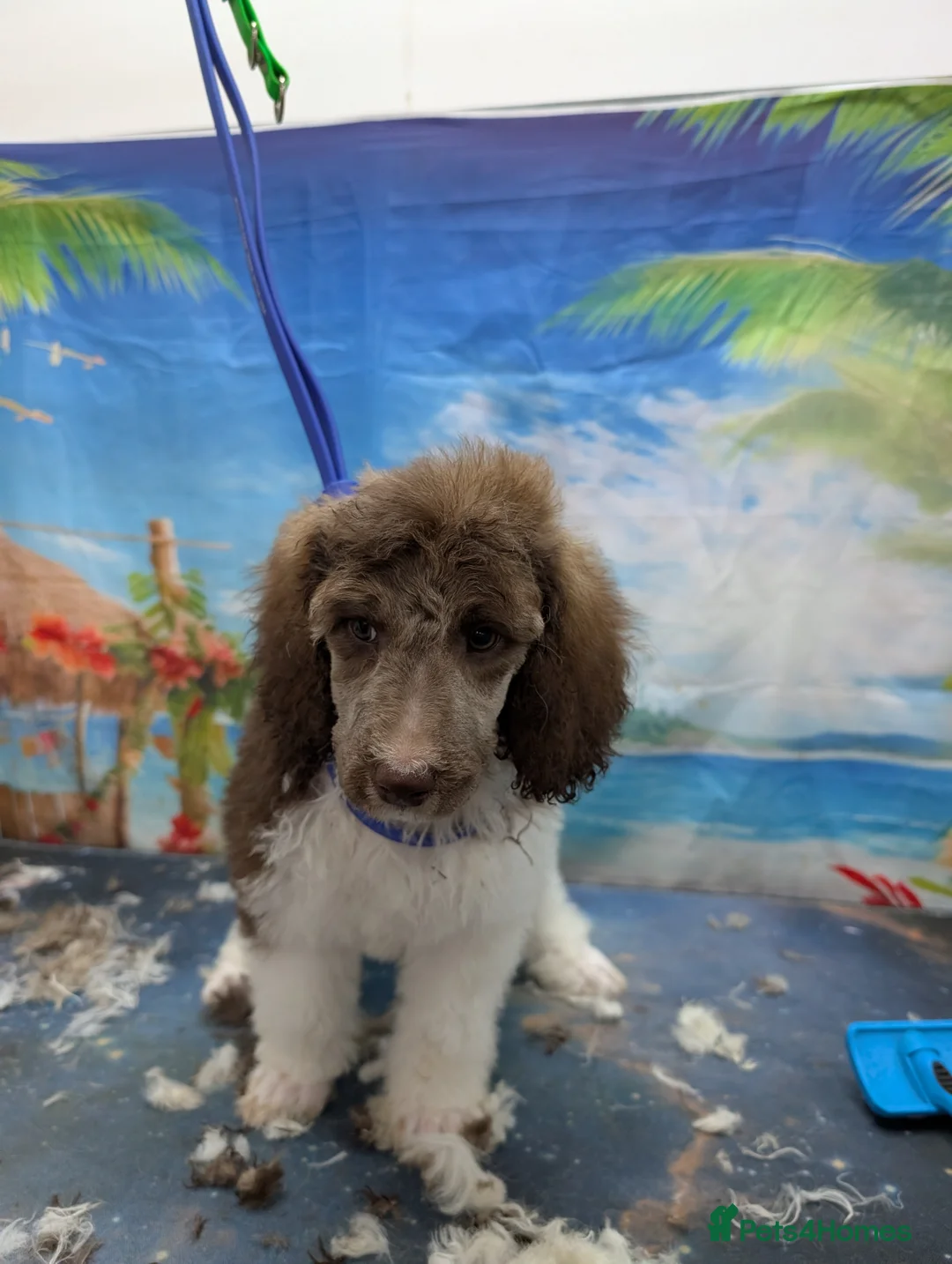 Standard Poodle dogs for sale: Beautiful brown/ white parti girl  - Advert 1