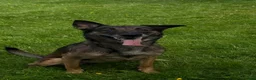 Belgian Shepherd Dog dogs for sale: 4 yr Mali  - Advert 2