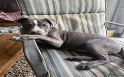 Mixed Breed dogs for sale: Bulldog x Staffie for rehoming.  - Image 9