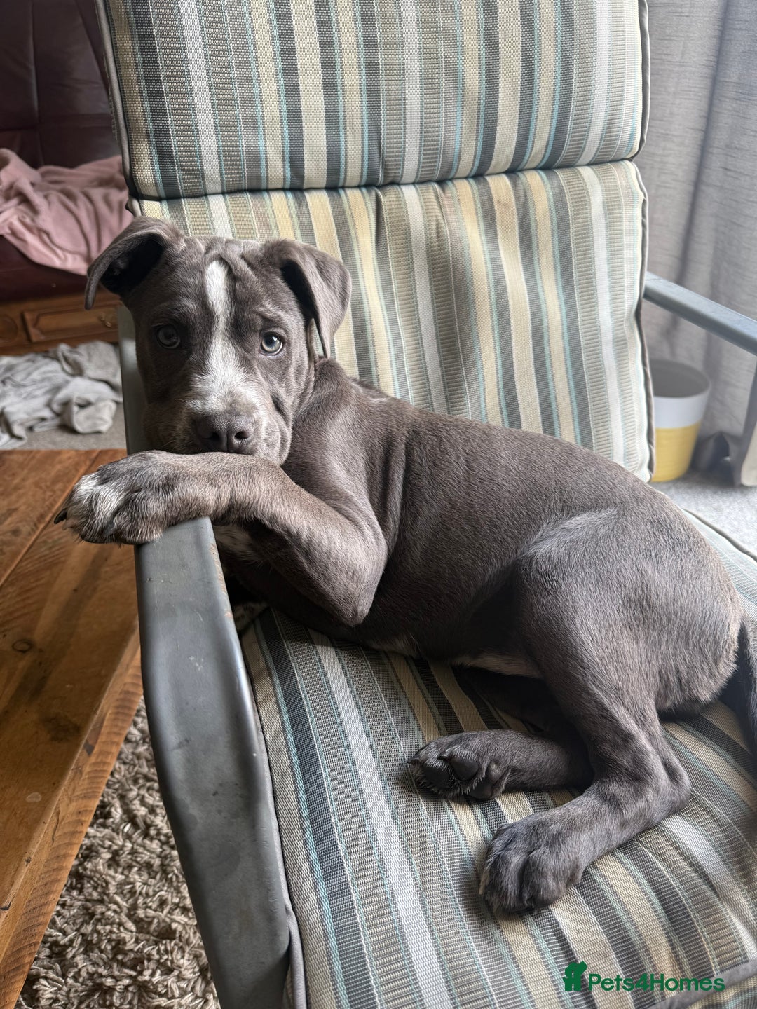 Mixed Breed dogs for sale: Bulldog x Staffie for rehoming.  - Image 9
