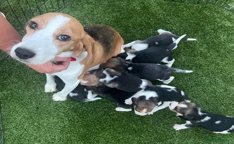 Beagle dogs - Advert 3