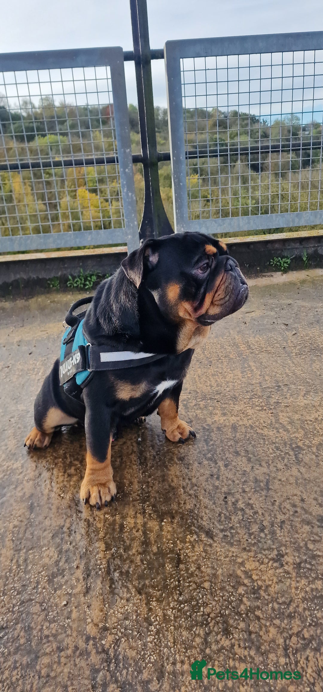 English Bulldog dogs for stud: English bulldog black and tan for stud - Image 1