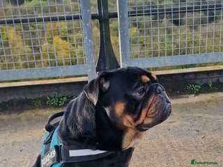 English Bulldog dogs - Advert 19