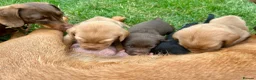 Labrador Retriever dogs for sale: KC Registered Labrador Puppies - Advert 6