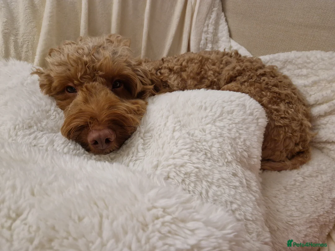 Cockapoo dogs for stud: *PROVEN* DNA TESTED F/F Gene Red Cockapoo Stud in Coventry - Advert 5