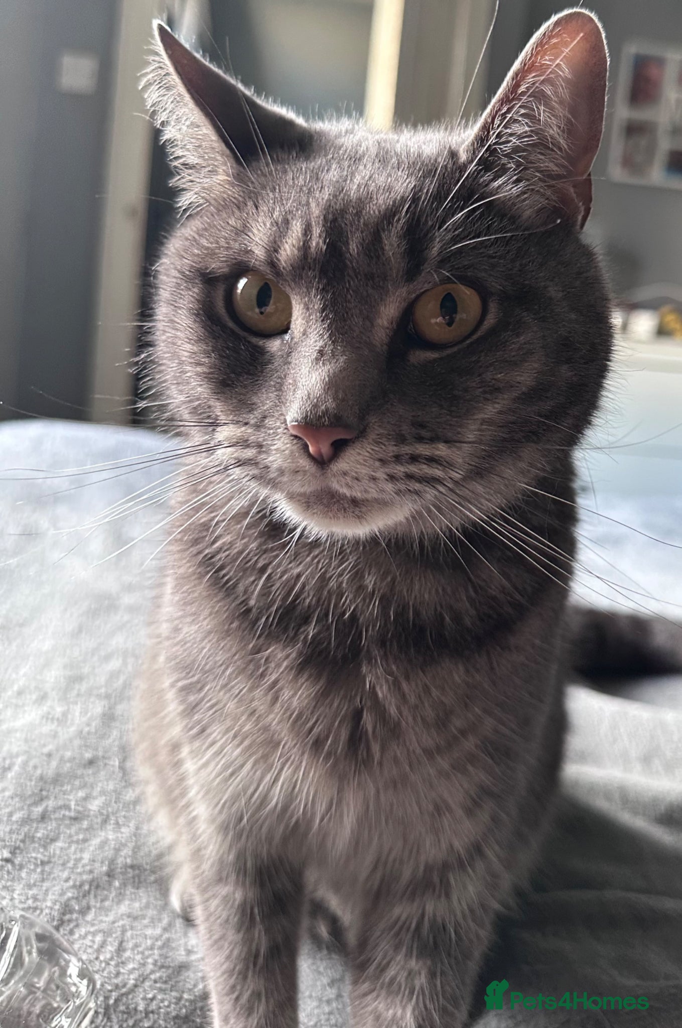 British Shorthair cats Loki 4 years old  - Advert 2
