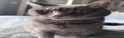 British Shorthair cats for sale: Loki 4 years old  - Advert 1