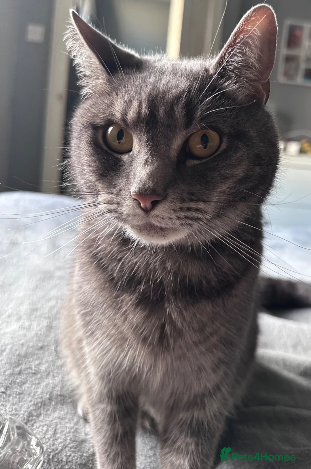 British Shorthair cats for sale: Loki 4 years old  - Advert 1