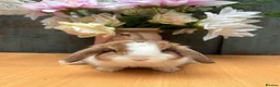 Mini Lop rabbits for sale: Two Beautiful Girls Looking for Their Forever Home - Advert 9