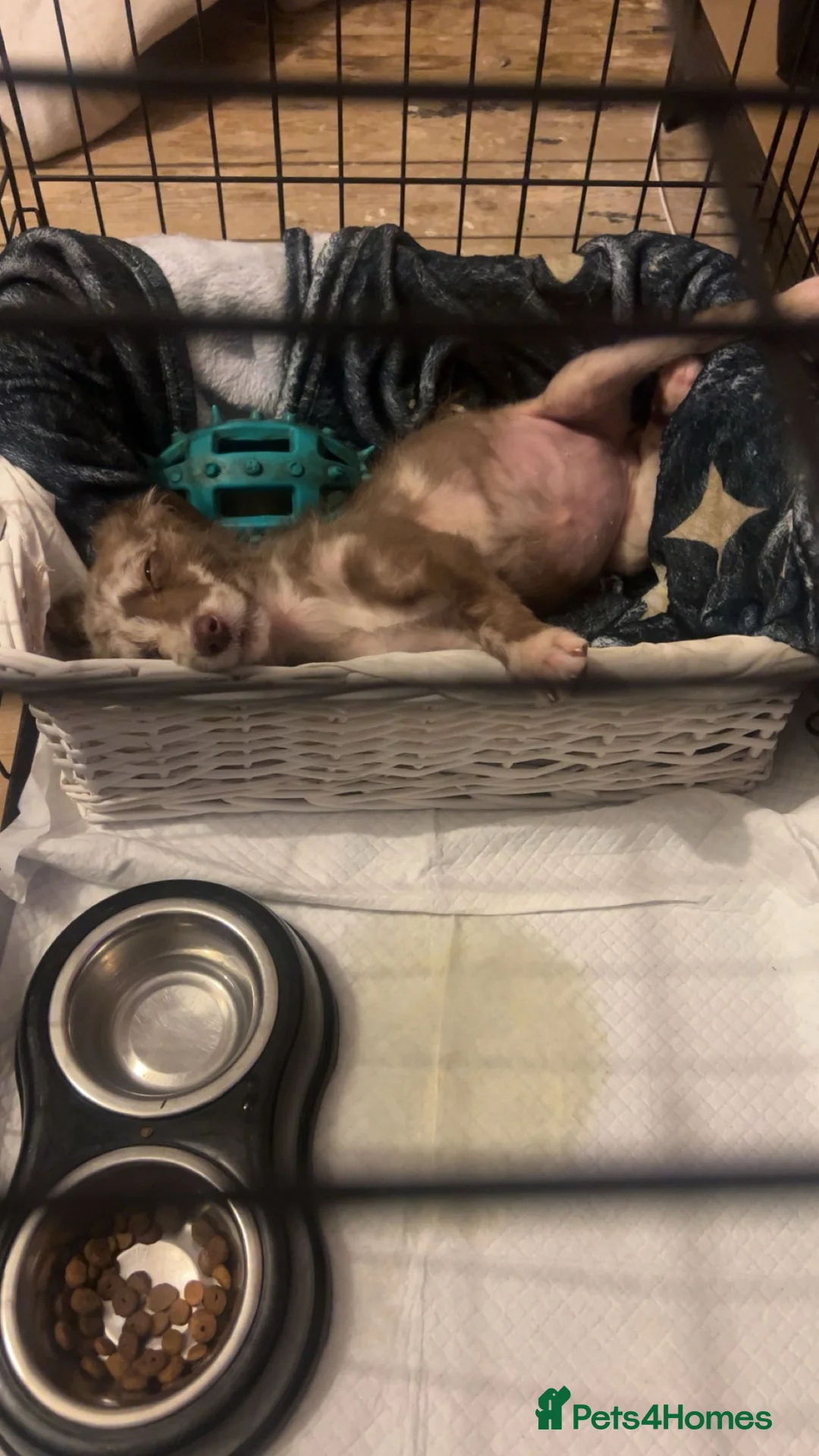 Mixed Breed dogs for sale: Whippet/ Bedlington cross for sale  - Advert 2