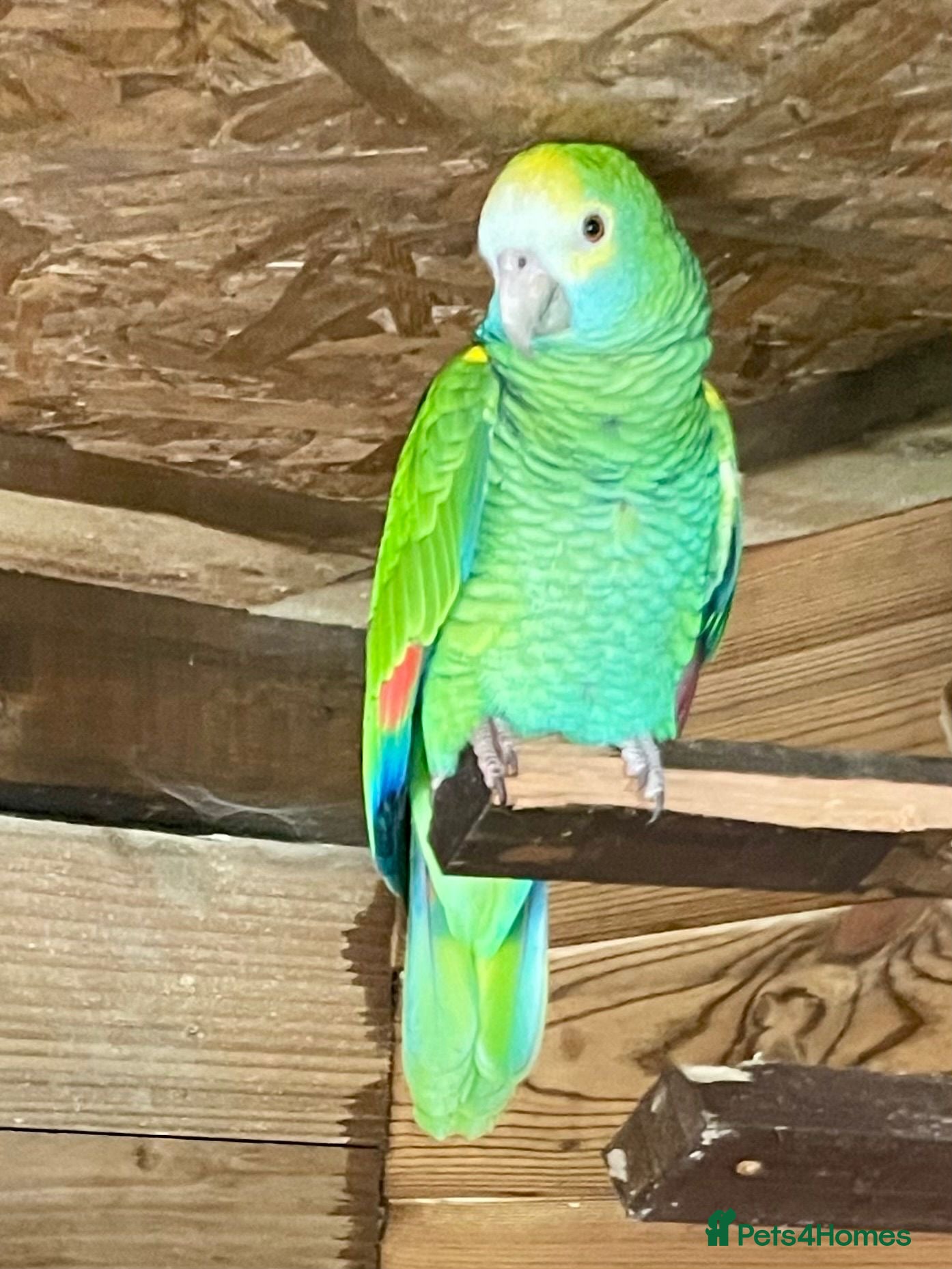 Parrots birds Yellow shoudered amazon - Advert 1