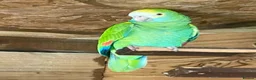 Parrots birds for sale: Yellow shoudered amazon - Advert 1