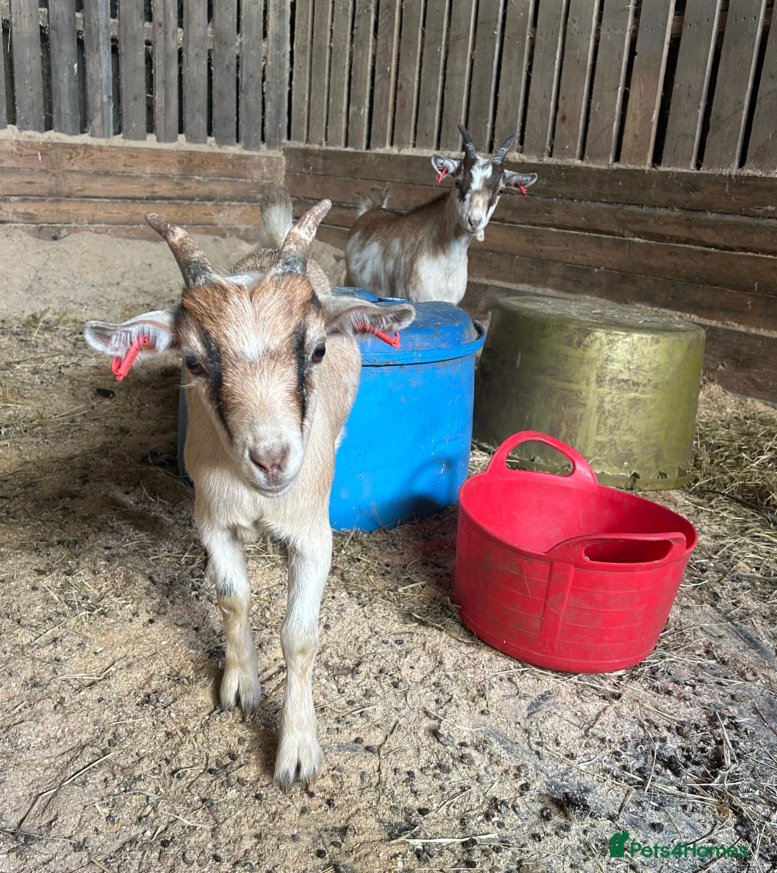 Goats livestock Pygmy goats wethers  - Advert 17