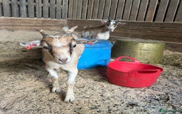 Goats livestock for sale: Pygmy goats wethers  - Advert 1