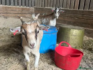 Goats livestock Pygmy goats wethers - Advert 5