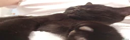 British Shorthair cats for sale: 🐾 Ready now! Loving BSH Lap Black Panther 💗🐾 - Advert 7