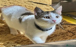 Domestic Shorthair cats for sale: Calico cat- pochita  - Image 10