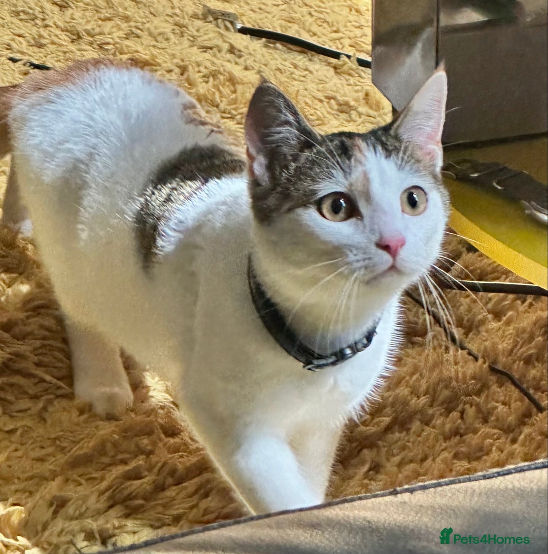 Domestic Shorthair cats for sale: Calico cat- pochita  - Image 10