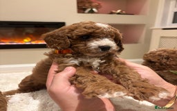 Cavapoo dogs for sale: Outstanding F1B Cavapoo puppies - Image 12