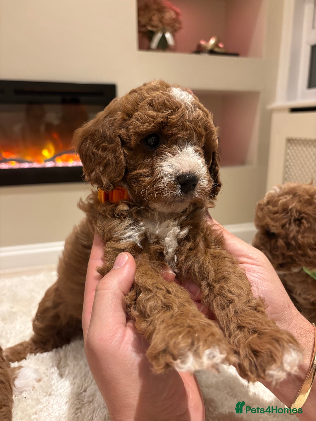 Cavapoo dogs for sale: Outstanding F1B Cavapoo puppies - Image 12