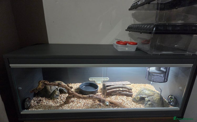 Python Snake reptiles - Advert 1