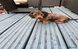 Dachshund dogs for sale: KC Registered Quality Mini Dachshunds long hair  - Image 15