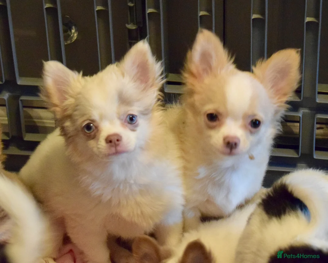 Chihuahua dogs for sale: Long coat chihuahua puppies  - Advert 1