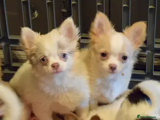 Chihuahua dogs Long coat chihuahua puppies - Advert 3