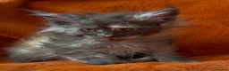 Maine Coon cats for sale: Maine coon kittens READY NOW  - Advert 6