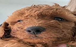 Miniature Poodle dogs for sale: Omg these Beautiful Litter Red Miniature Poodles  - Image 2