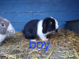 Mini Lop rabbits Minilop bunnies - Advert 15