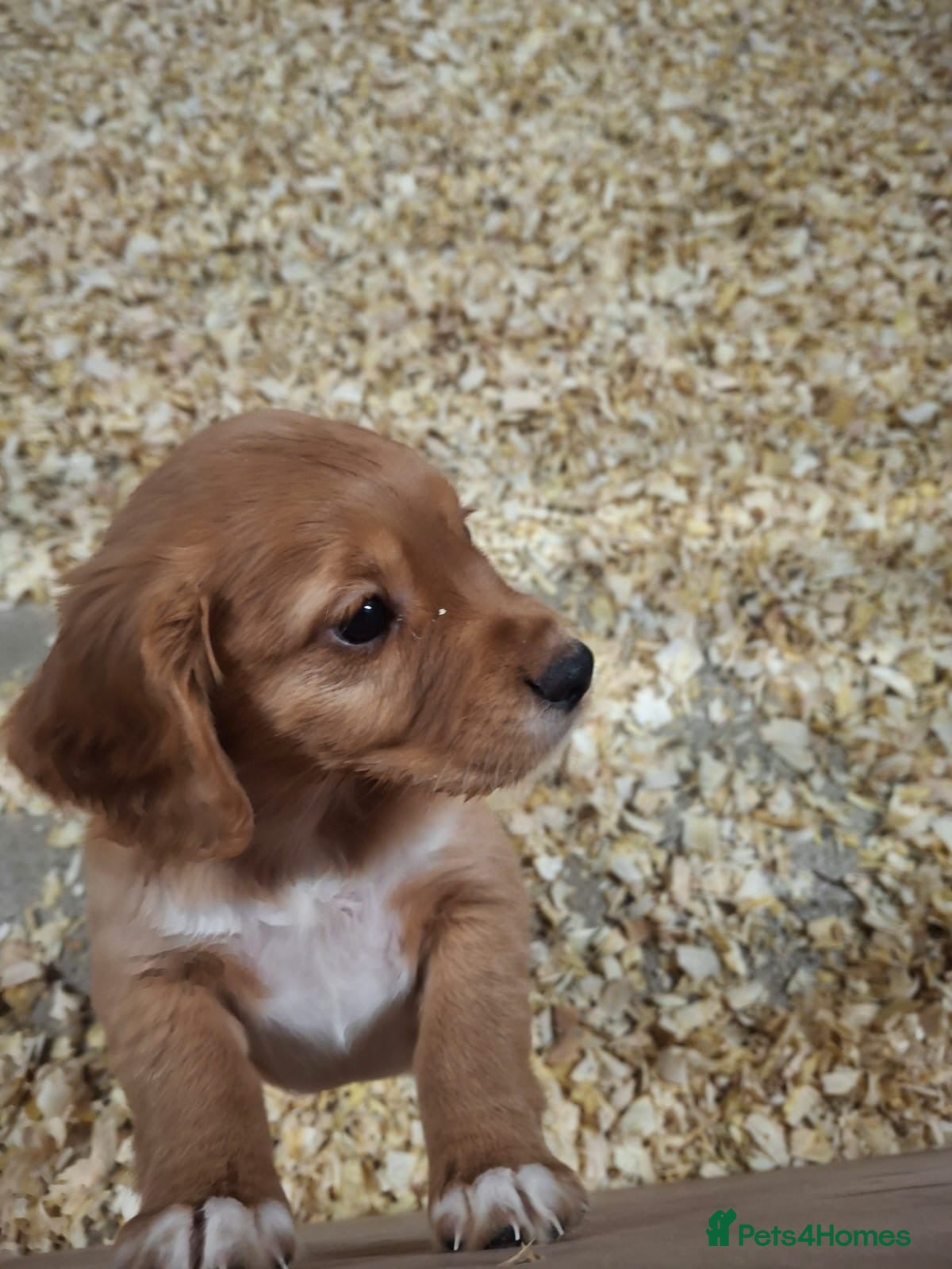Cocker Spaniel dogs for sale: Beautiful KC Cocker Puppies  - Advert 2