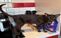 Oriental cats for sale: Oriental Shorthair  - Advert 3