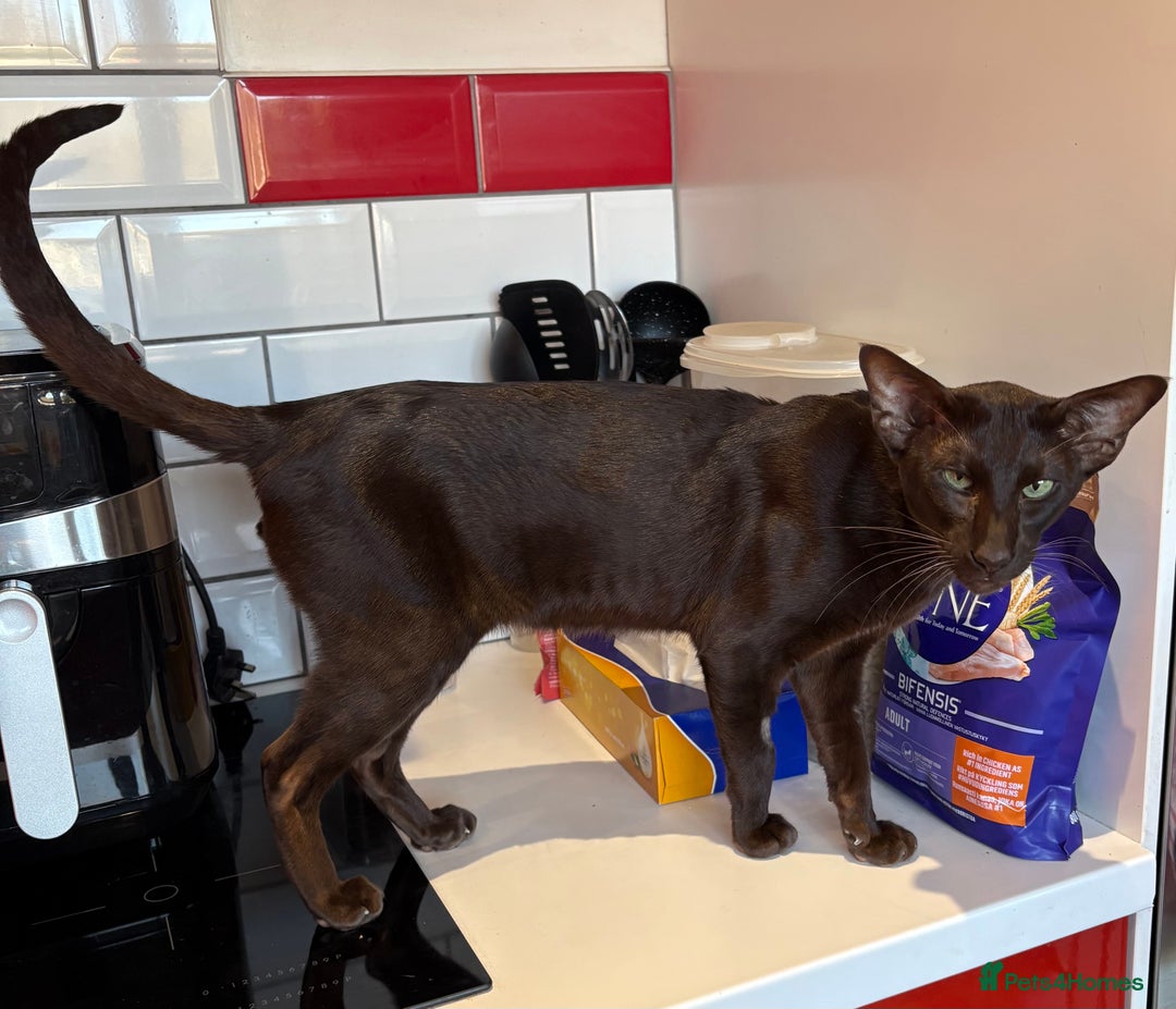 Oriental cats for sale: Oriental Shorthair  - Advert 3