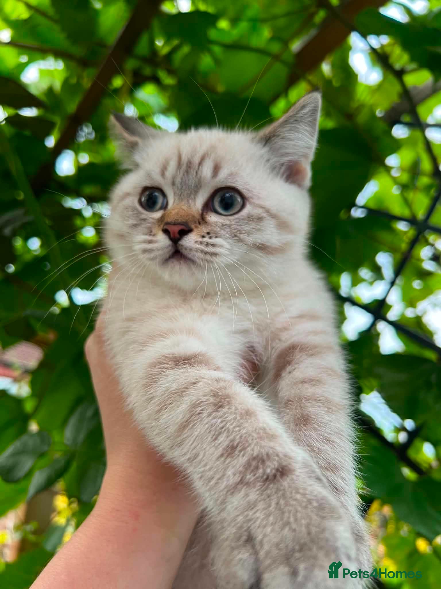 Scottish Fold cats Beautiful Scottish kitties  - Advert 10