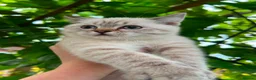 Scottish Fold cats for sale: Beautiful Scottish kitties  - Advert 1