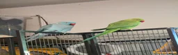 Ringnecks birds for sale: Parrots  - Advert 5
