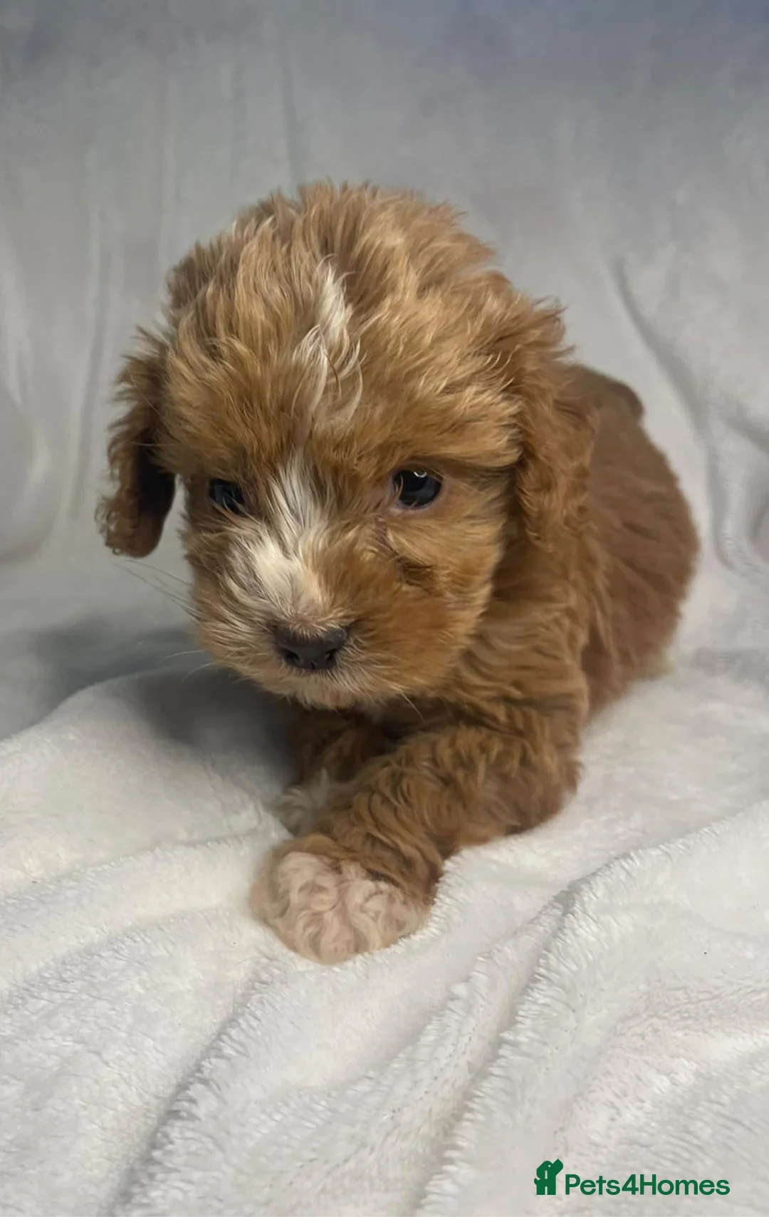 Cockapoo dogs for sale: 5 Stunning F1 Red Cockapoos (Health Tested) ❤️ - Advert 2