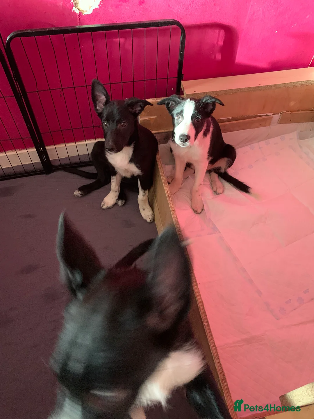 Border Collie dogs for sale: 4 border collie pups - Advert 2