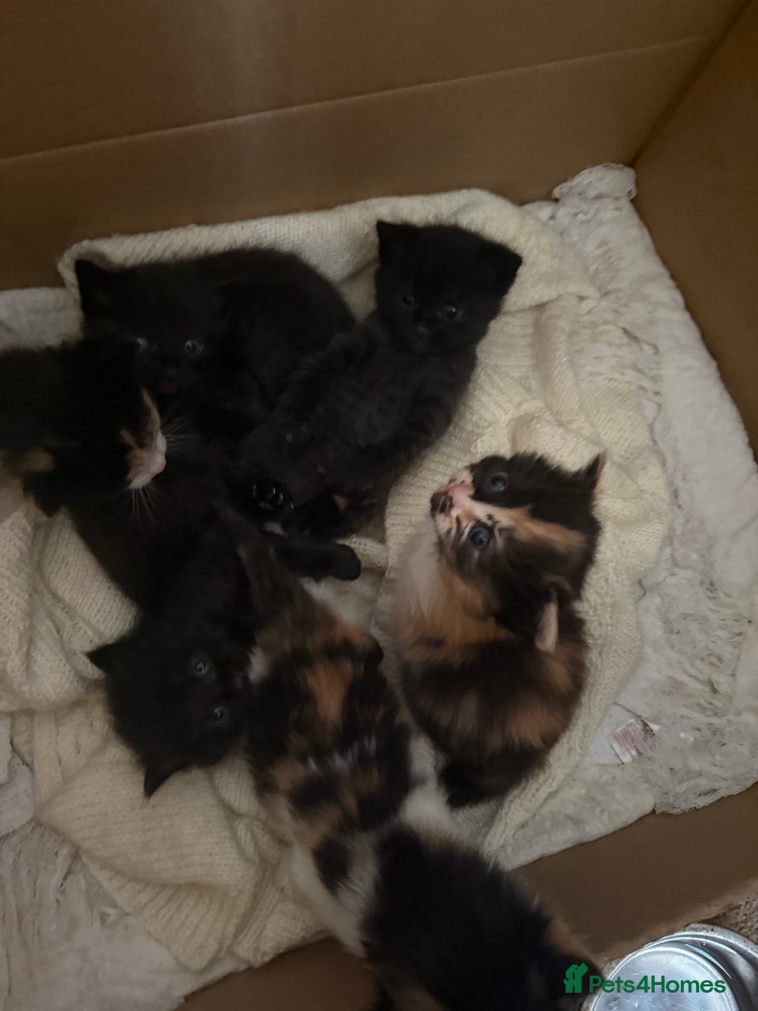 Mixed Breed cats for sale: Ragamuffin mix kittens  - Image 19