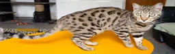 Bengal cats for sale: Gorgeous Brown Rosetted Boy  - Advert 8