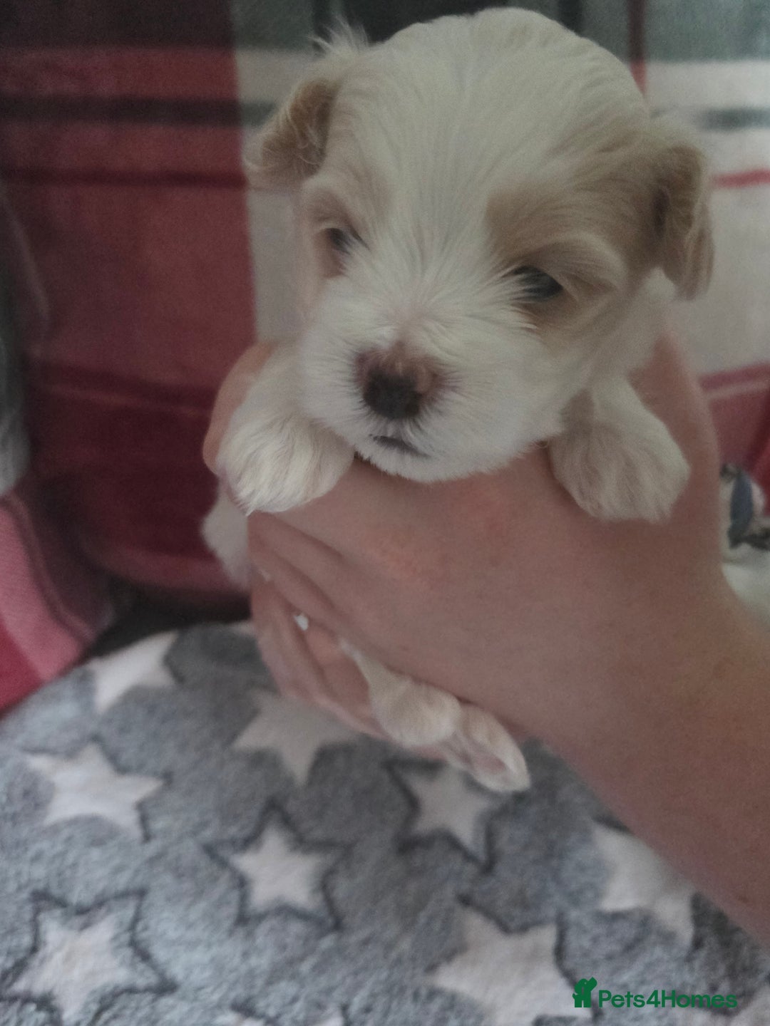 Maltese dogs for sale: 3 boys 1 girl x maltese puppies - Advert 40