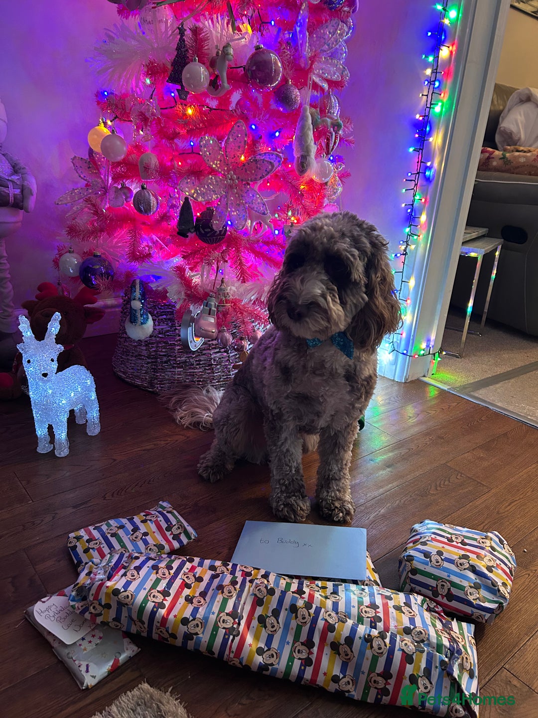 Cockapoo dogs for sale: Buddy needs a new home - Advert 3