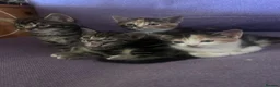 Mixed Breed cats for sale: Kittens looking forever home  in Reading - Advert 8