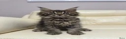 Maine Coon cats for sale: MaineCoonKitten🏆20+gen🧬Outstadning Full Pedigree - Advert 12