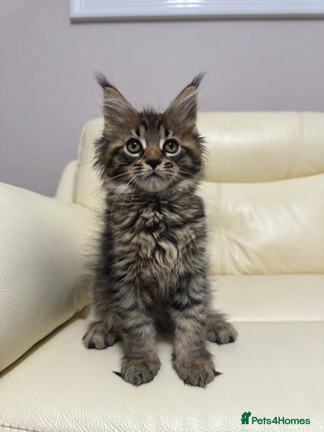 Maine Coon cats for sale: MaineCoonKitten🏆20+gen🧬Outstadning Full Pedigree - Advert 12