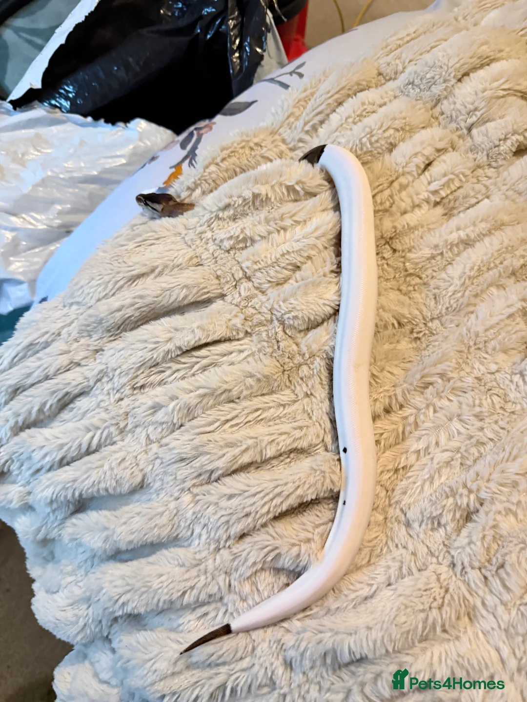 Python Snake reptiles for sale: Two stunning ball pythons  - Advert 6